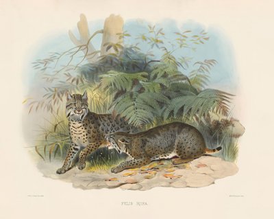  od Joseph Wolf
