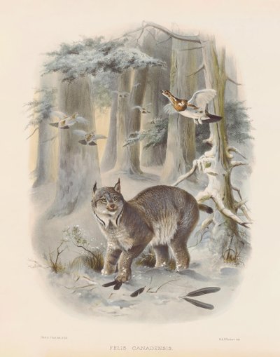  od Joseph Wolf