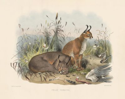  od Joseph Wolf