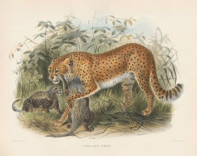  od Joseph Wolf