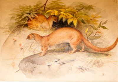 Uši od Joseph Wolf