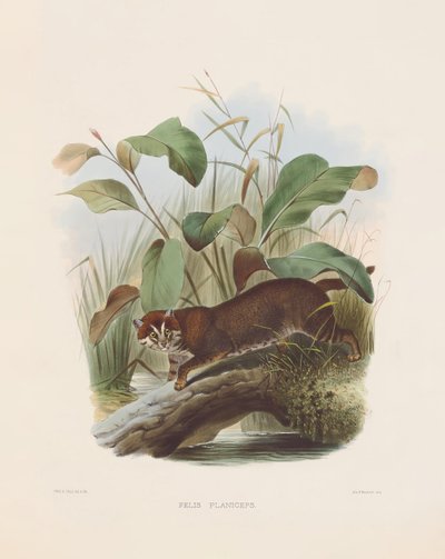  od Joseph Wolf