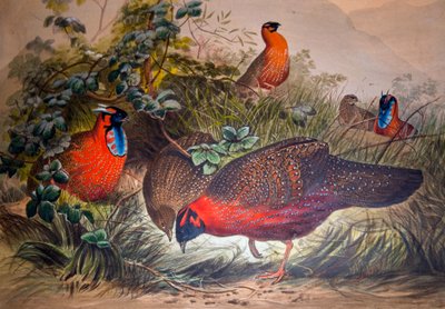 Rohatý tragopan, 1861 od Joseph Wolf