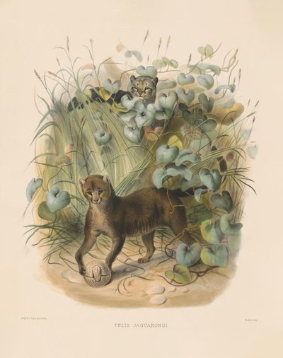  od Joseph Wolf