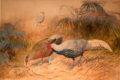 Lineated Kaleege (Euplpcamus lineatus), c.1851-76 (wc a tužka na papíře) od Joseph Wolf