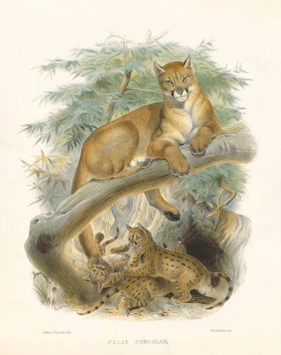  od Joseph Wolf