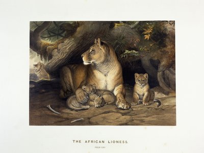 Africká lvice, kolem 1880-1883 od Joseph Wolf