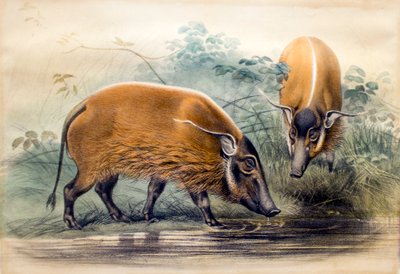 The Red-river Hog, 1865 od Joseph Wolf