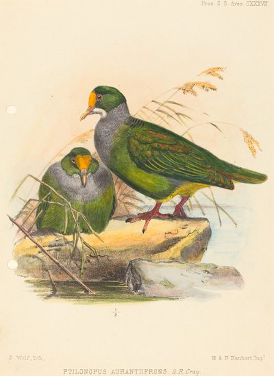 Dva ptáci (Ptilonopus Auranthfrons) od Joseph Wolf