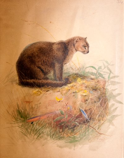 Yagurundi Cat, 1851-69 od Joseph Wolf
