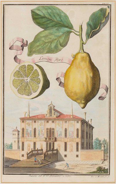 Lemon Pero. od Joseph de Montalegre