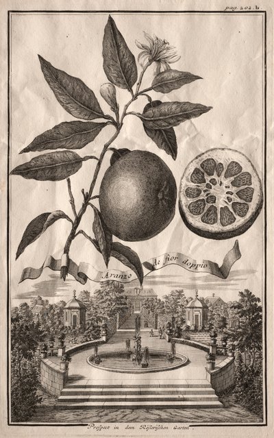 Nurnbergische Hesperides: Double Aranzo de fior, 1714. od Joseph de Montalegre