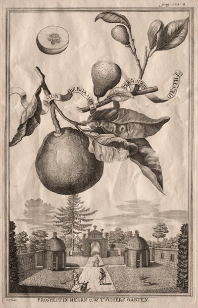 Nurnbergische Hesperides: Limon bergamot personzin gientile od Joseph de Montalegre