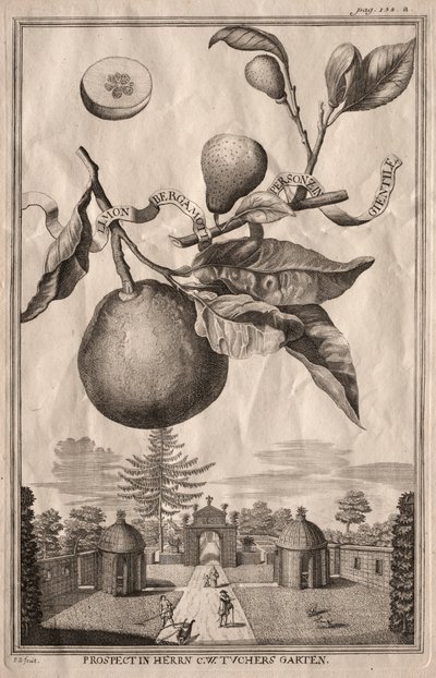 Nurnbergische Hesperides: Limon bergamot personzin gientile, 1714. od Joseph de Montalegre