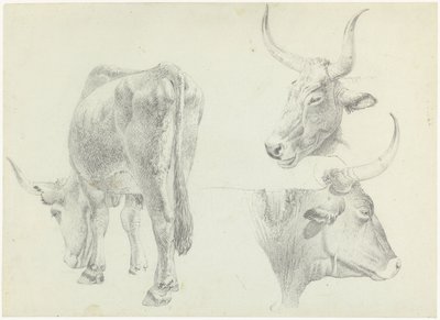 Tři studie italského dobytka od Josephus Augustus Knip