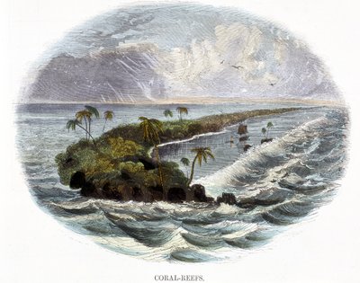 Korálové útesy, z Fenomény přírody, 1849 od Josiah Wood Whymper