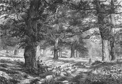 V Sherwoodském lese, c1875. od Josiah Wood Whymper