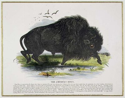 The American Bison, vzdělávací ilustrační hospoda. Společností pro podporu křesťanského poznání od Josiah Wood Whymper