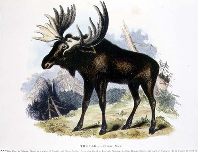 Naučná ilustrační hospoda Elk (Cervus alces). Společností pro podporu křesťanského poznání od Josiah Wood Whymper