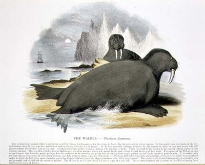 Vzdělávací ilustrační hospoda Mrož (Trichecus rosmarus). od Společnosti pro podporu křesťanského poznání od Josiah Wood Whymper