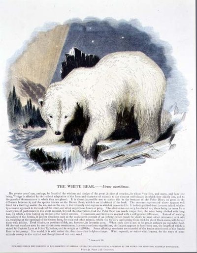 Naučná ilustrační hospoda Bílý medvěd (Ursus maritimus). Společností pro podporu křesťanského poznání od Josiah Wood Whymper