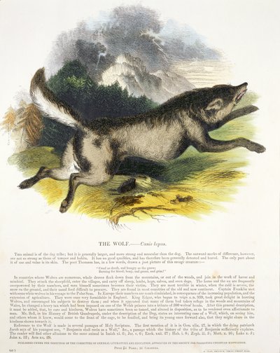 Naučná ilustrační hospoda Vlk (Canis lupus). Společností pro podporu křesťanského poznání, 1843 (akvatinta) od Josiah Wood Whymper