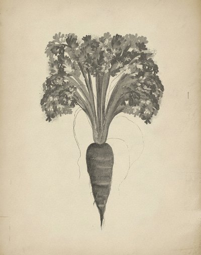 Botanická kresba mrkve od Josie George