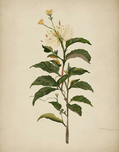 Elegantní botanický květ od Josie George