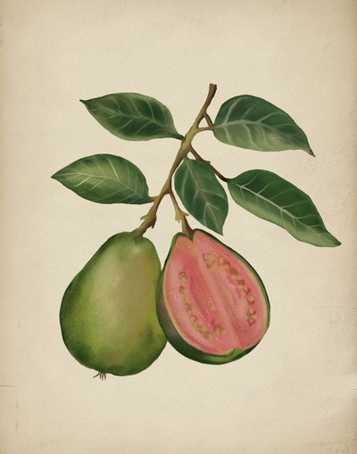 Čerstvá guava – rostlinná od Josie George