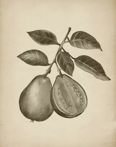 Botanická studie guavy od Josie George