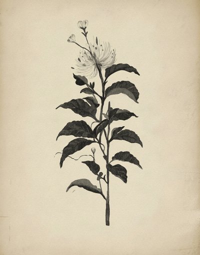 Retro botanická ilustrace od Josie George