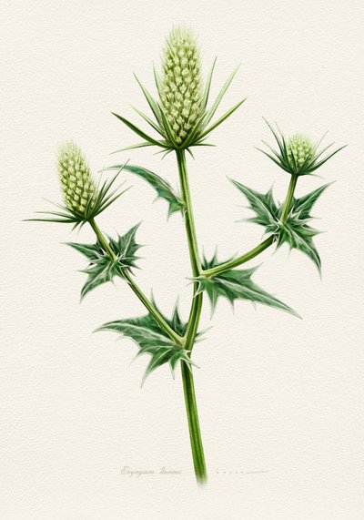 Botanický mořský bodlák od Juan Hernaz