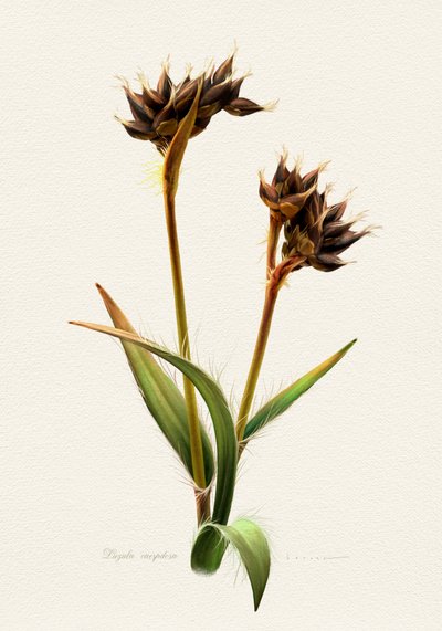 Podrobná botanická studie od Juan Hernaz