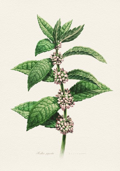 Kvetoucí máta – botanický popis od Juan Hernaz