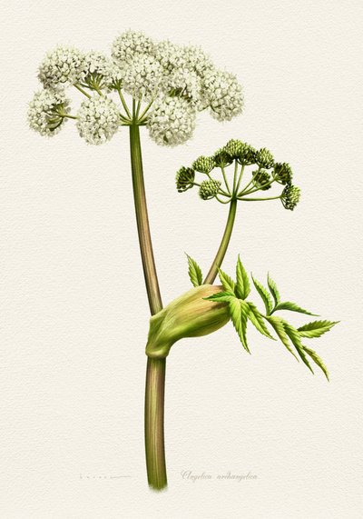 Botanická ilustrace anděliky bílé od Juan Hernaz