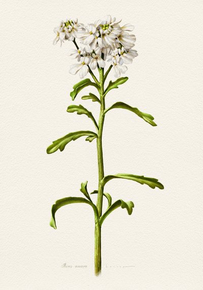 Bílá rozrazilka – botanický popis od Juan Hernaz