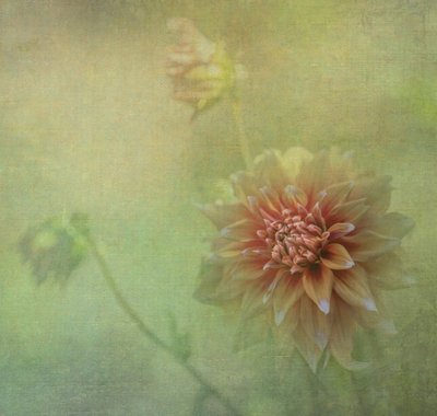  od Judy Tseng