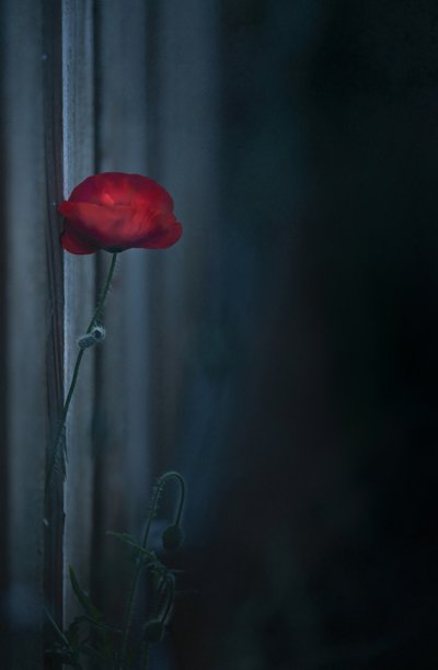  od Judy Tseng