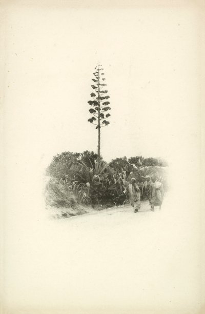 Jeden z pohledů Julese Gervais-Courtellemonta na Alžírsko (čb fotografie) od Jules (after) Gervais-Courtellemont