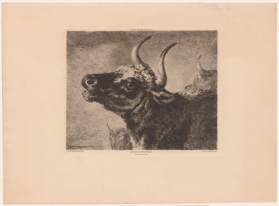Hlava býka Etude de taureau. (název na objektu) od Jules Ferdinand Jacquemart