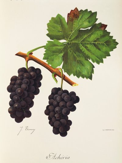 Hrozna Acheria od J. Troncyho od Jules Troncy