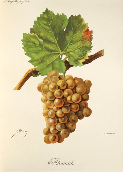 Hrozna Ahumat od J. Troncyho od Jules Troncy