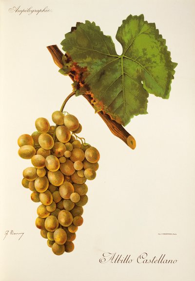 Hrozna Albillo Castellano od J. Troncyho od Jules Troncy