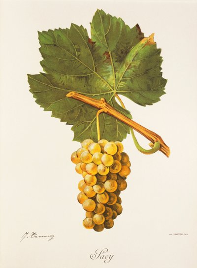 Hrozen Albourla od J. Troncyho od Jules Troncy