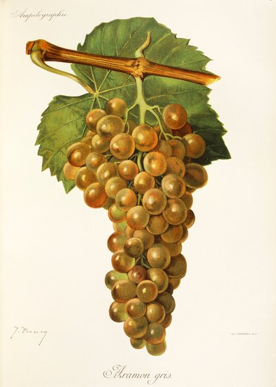 Hrozna Aramon Gris od J. Troncyho od Jules Troncy