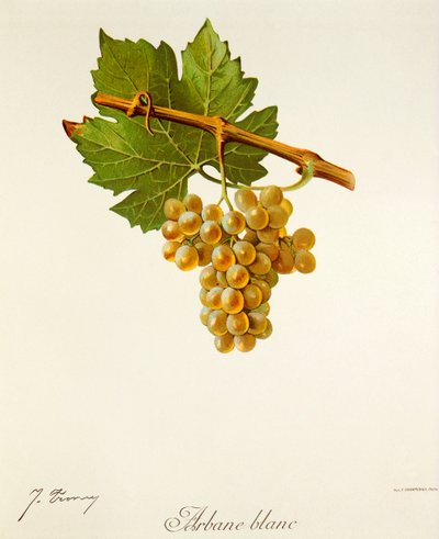 Hrozna Arbane Blanc od J. Troncyho od Jules Troncy