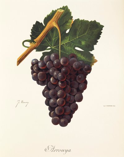Hrozna Arrouya od J. Troncyho od Jules Troncy