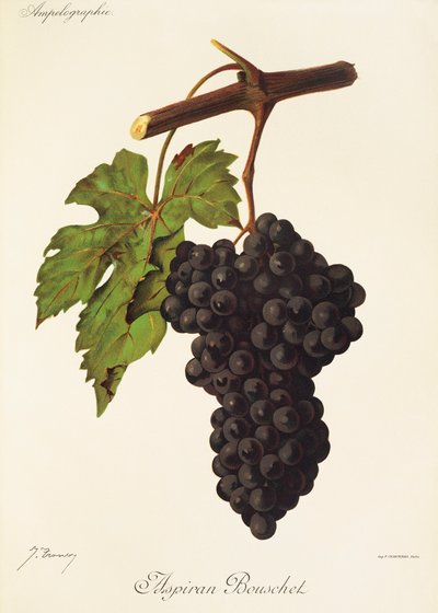 Hrozna Aspiran Bouschet od J. Troncyho od Jules Troncy