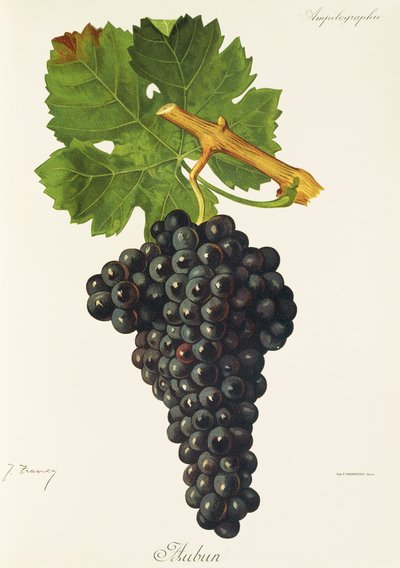 Auburn grape od J. Troncyho od Jules Troncy