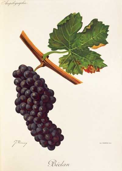 Hrozen Beclan od J. Troncyho od Jules Troncy